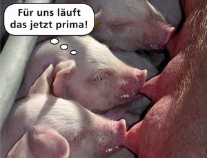 Copyright MSD Tiergesundheit
