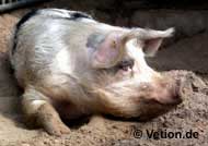 Hausschweine sind gefährdet, wenn die Afrikanische Schweinepest nach Deutschland eingeschleppt wird