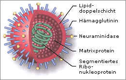 Allgemeiner Aufbau eines Herpesvirus