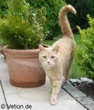 Freig�ngerkatzen sollten unbedingt regelm��ig gegen Tollwut geimpft werden.