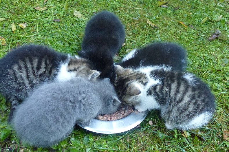 Fütterung von mutterlosen Katzenwelpen