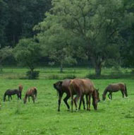 J�hrlinge auf der Weide