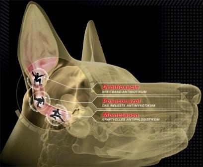 Fokusthema: Otitis externa Hund - www.vetion.de