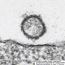 Elektronemmikroskopische Aufnahme des Schmallenber Virus des FLI.