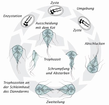 giardien zysten uberleben