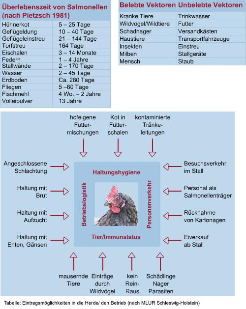 Fokusthema: Salmonellose Beim Geflgel - Www.vetion.de