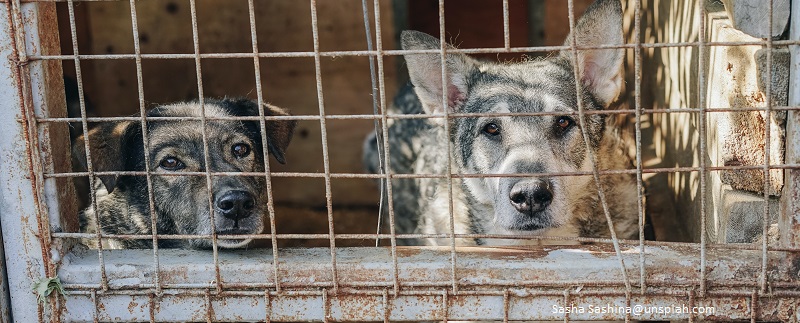 Viele Tiere wurden von ihren Besitzern in der Ukraine zurückgelassen