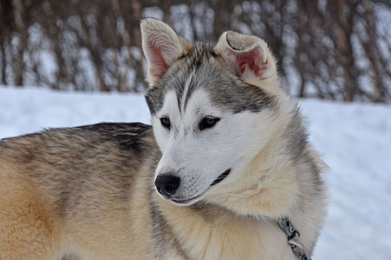 Faszination Schlittenhunde in Norwegen 